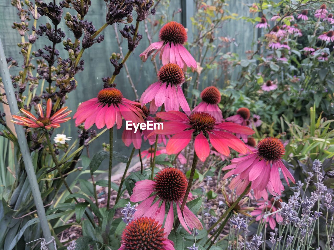 Pink flowers blooming outdoors