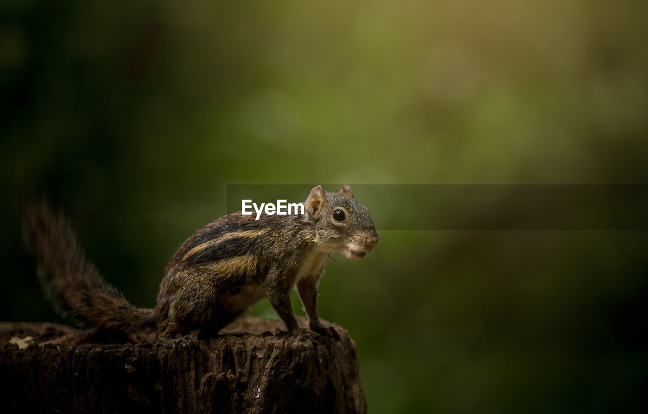 Close-up of squirrel on wood