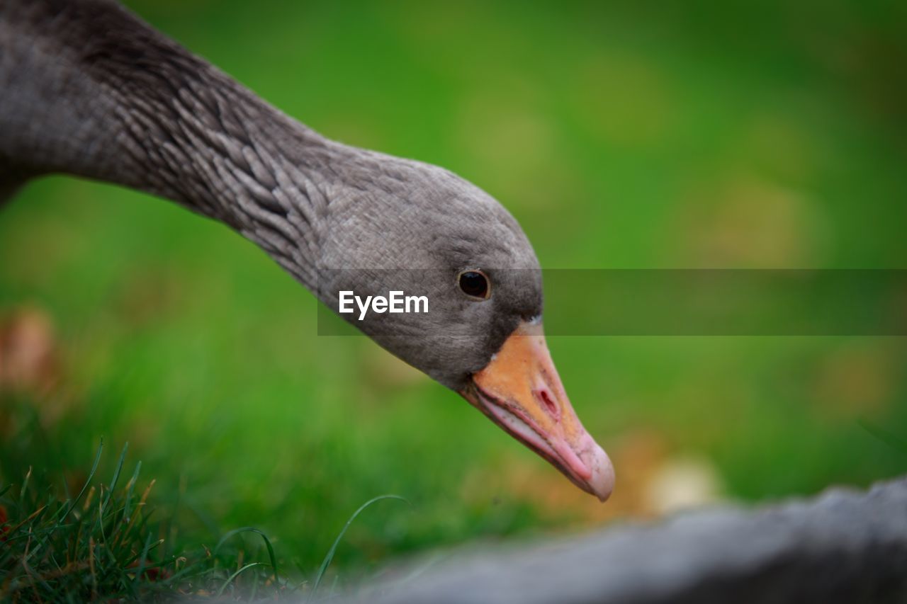 CLOSE-UP OF BIRD ON WOOD