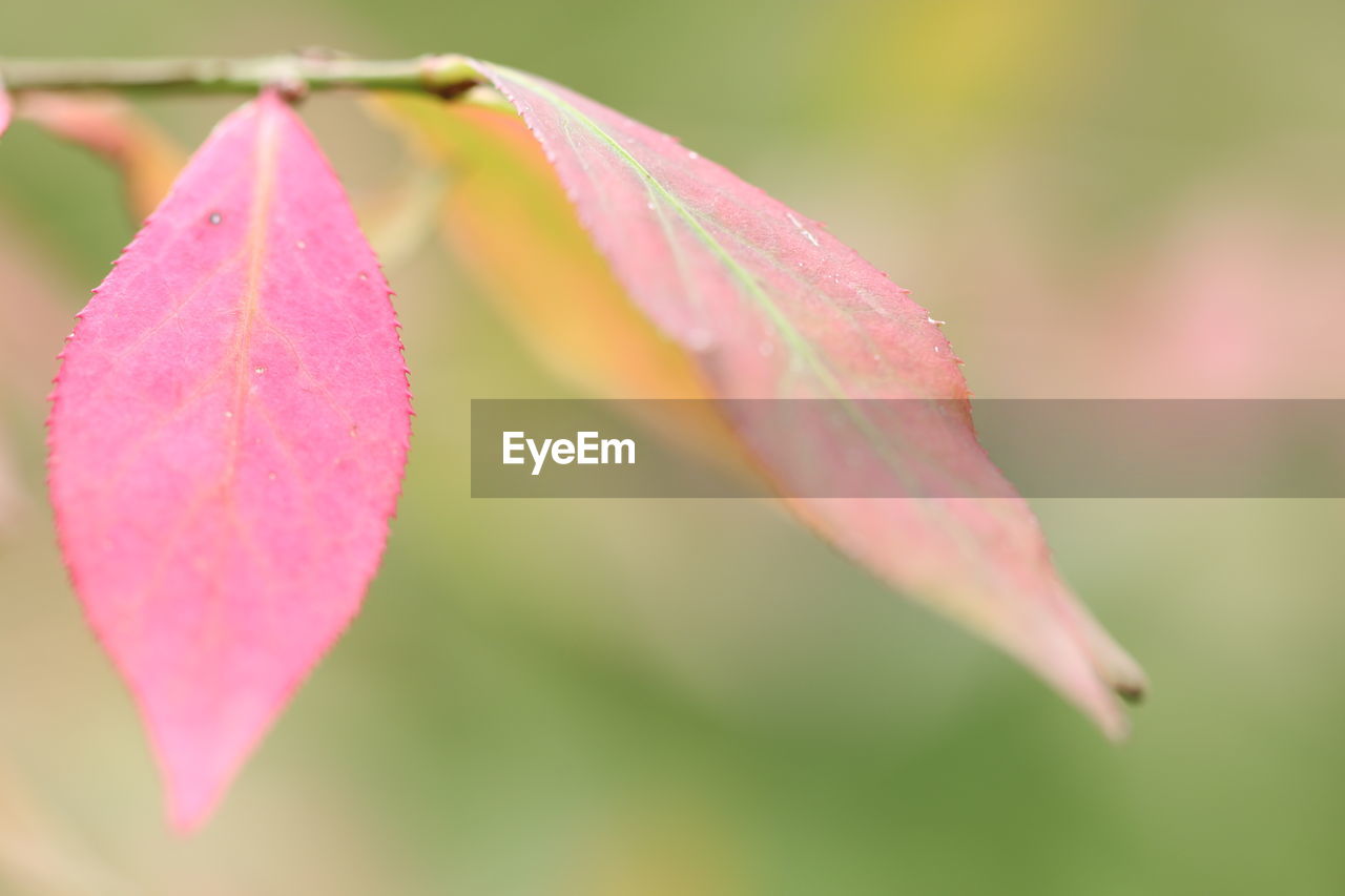 Close-up of pink leaves on plant during autumn