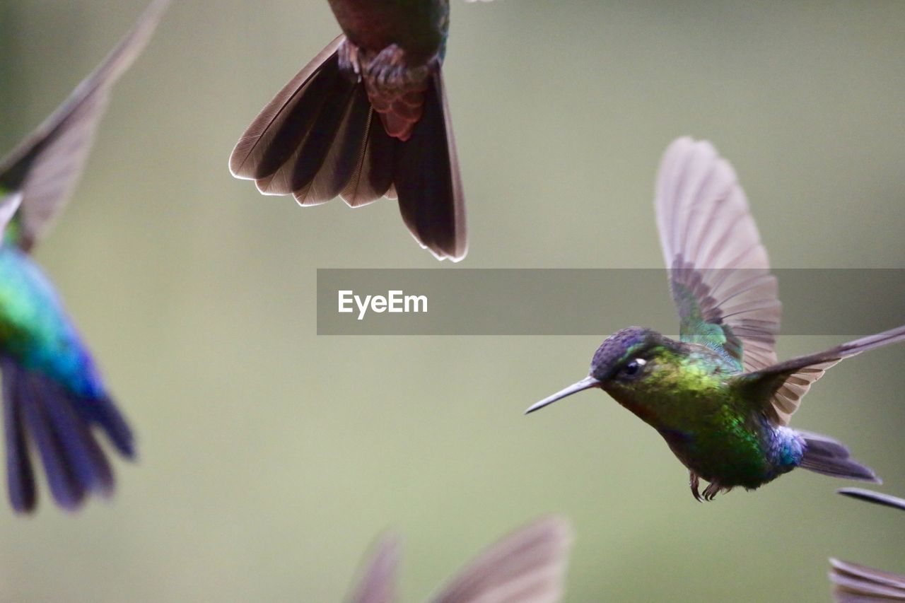 CLOSE-UP OF BIRD FLYING OVER FEEDER