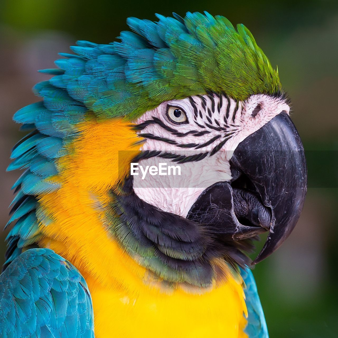 Close-up of parrot