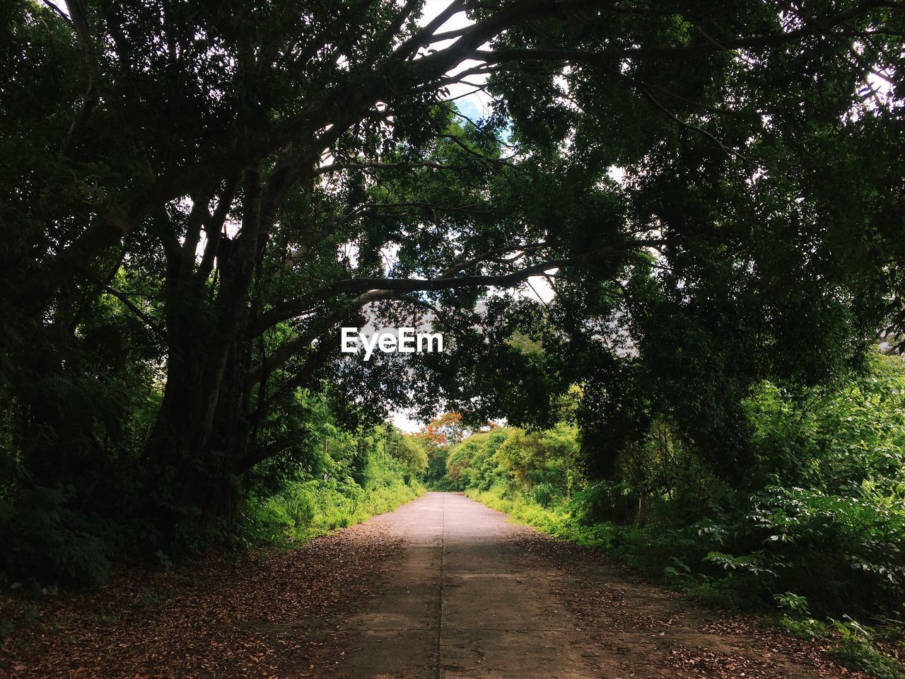 Dirt road along trees in forest