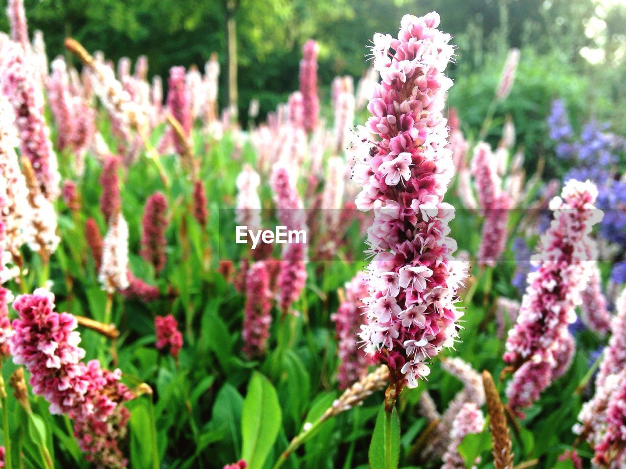 Close-up of pink flowers