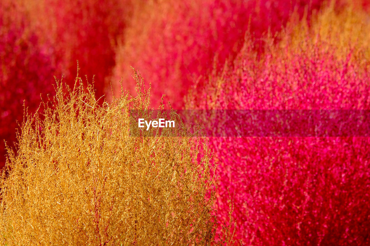 red, macro photography, backgrounds, full frame, no people, close-up, multi colored, flower, pink, plant, vibrant color, petal, abstract, yellow