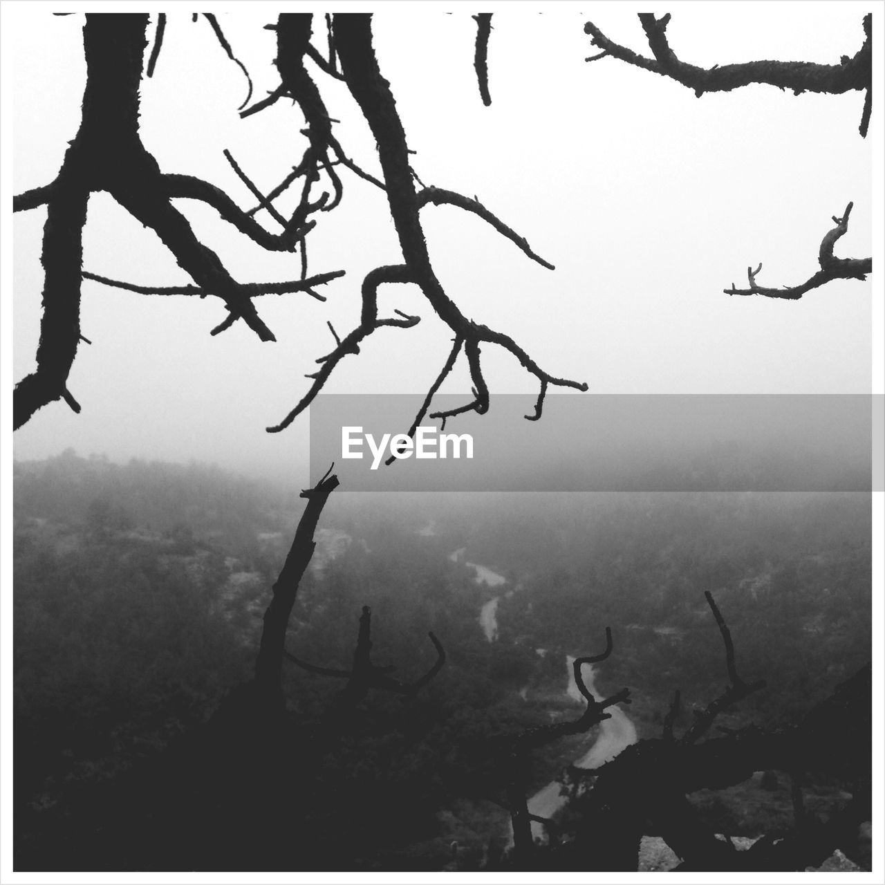 Close-up of branch over mountains during foggy weather