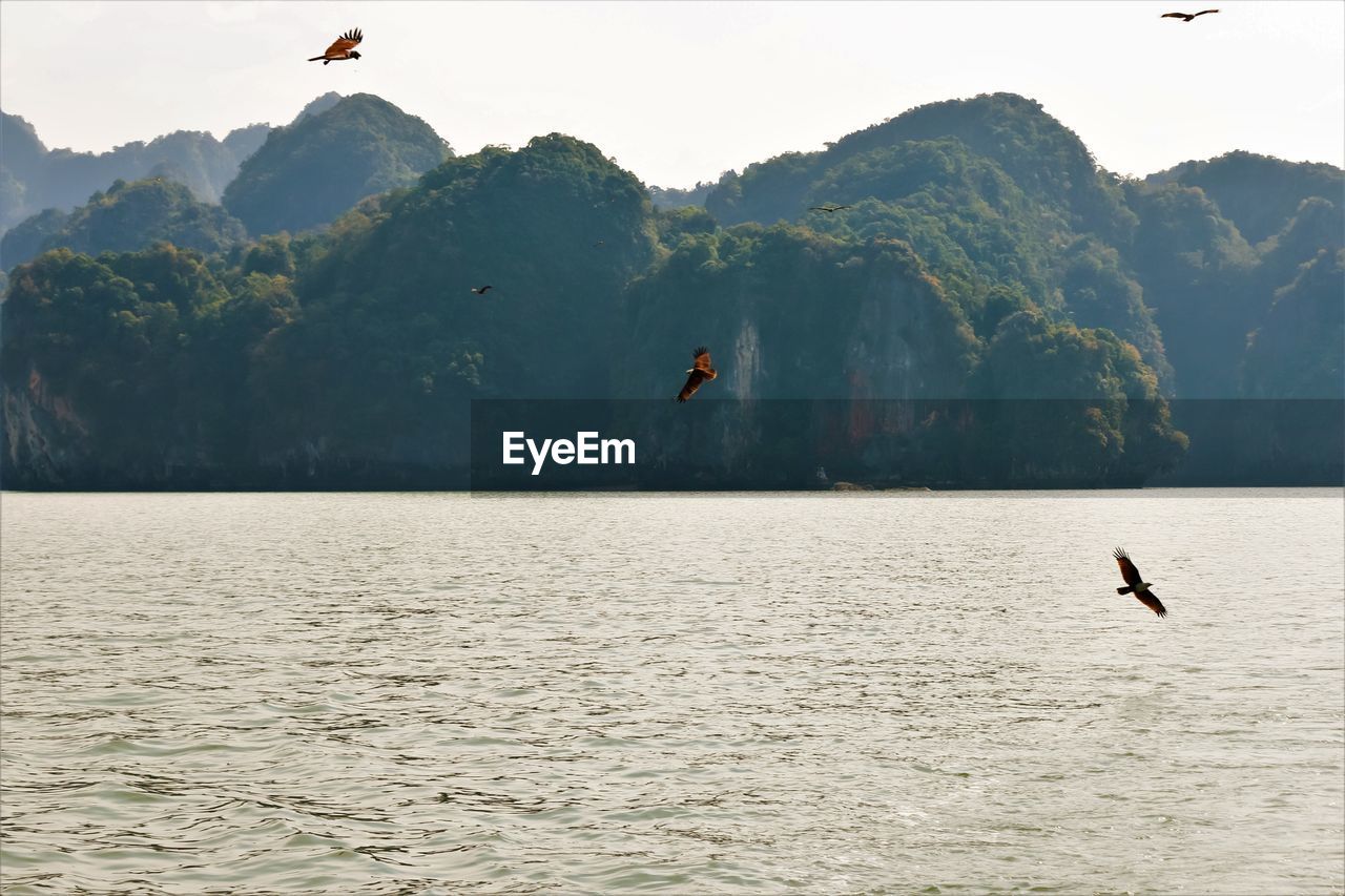 Seagulls flying over sea