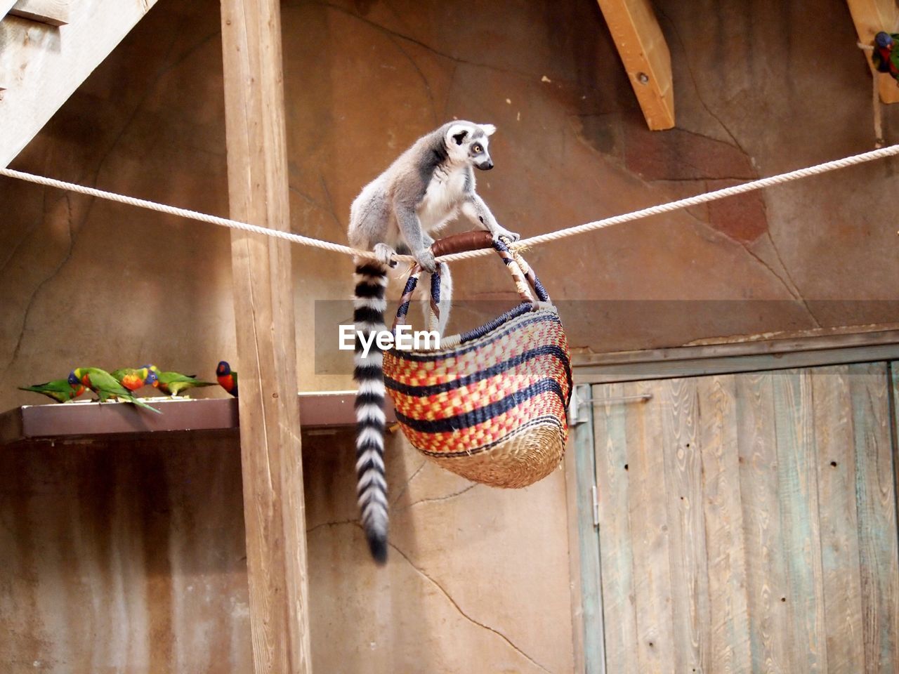Lemur on a basket in zoo
