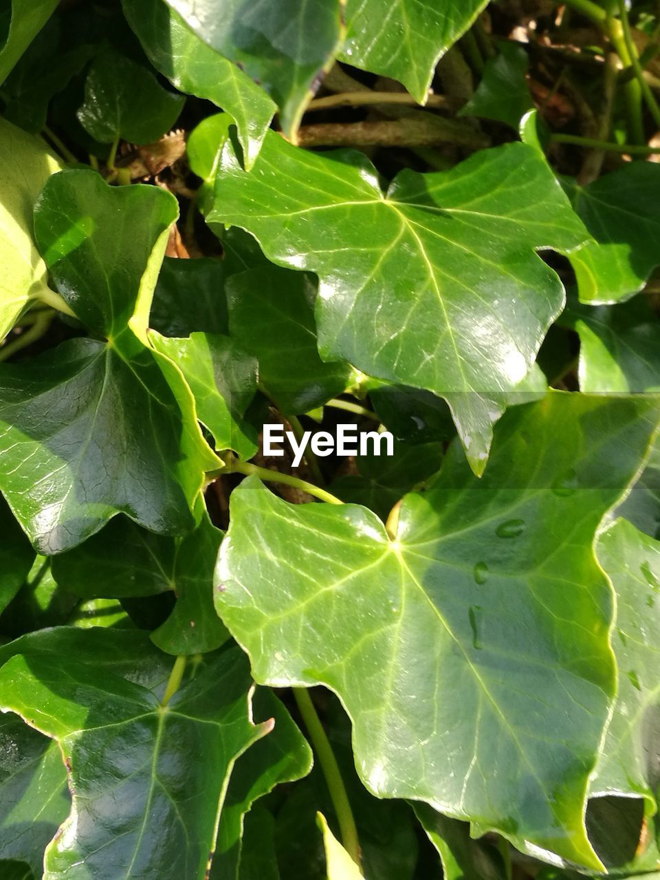 FULL FRAME SHOT OF GREEN LEAVES