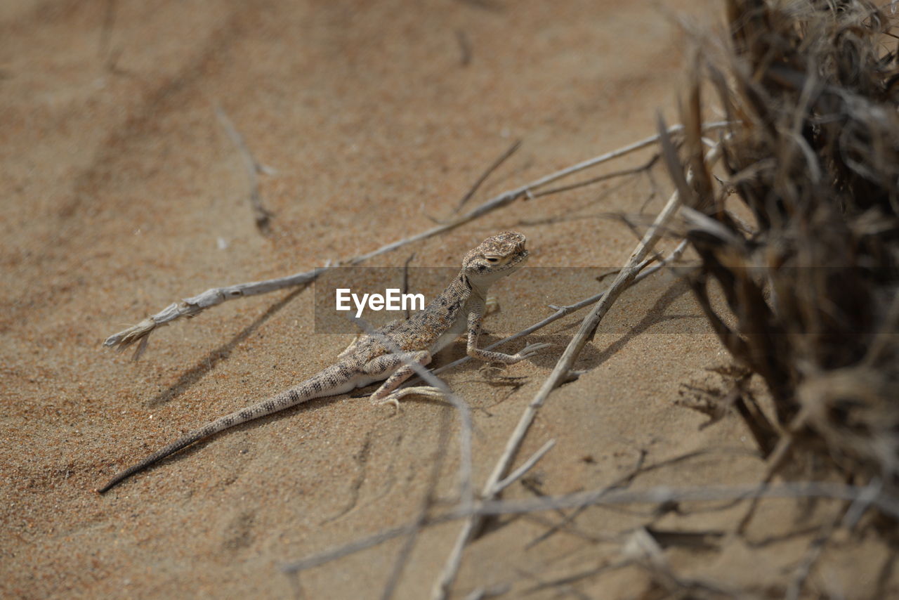 High angle view of toad headed agama lizard on the sand