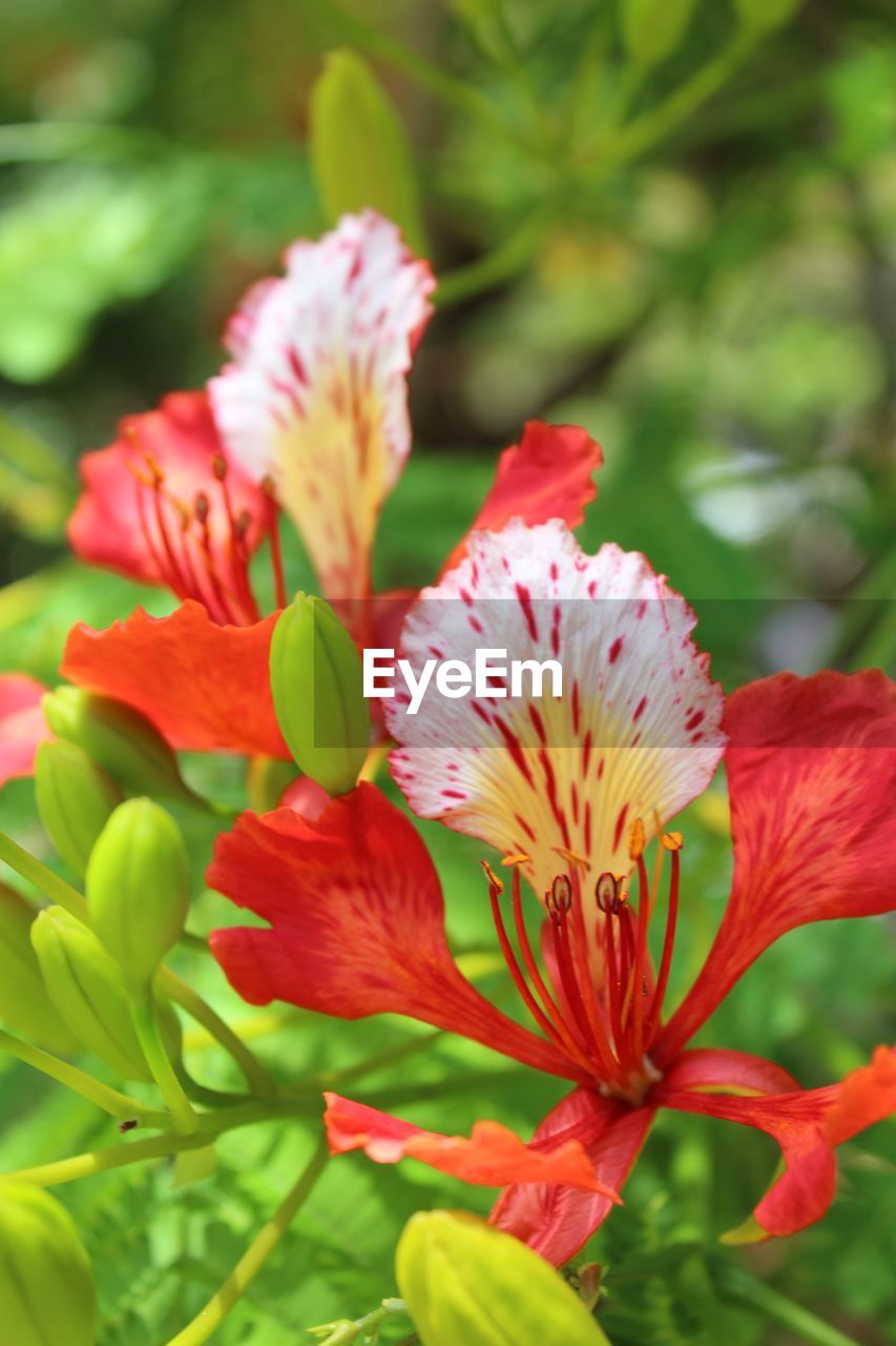 CLOSE-UP OF RED FLOWER