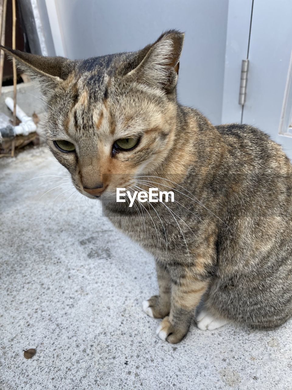 CLOSE-UP OF CAT SITTING ON FLOOR