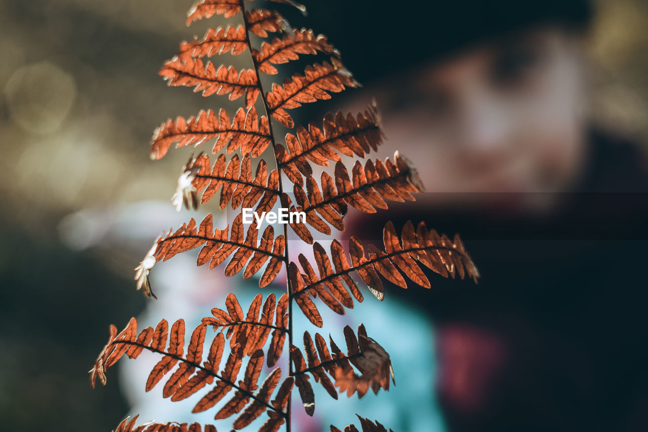 Close-up of tree during autumn