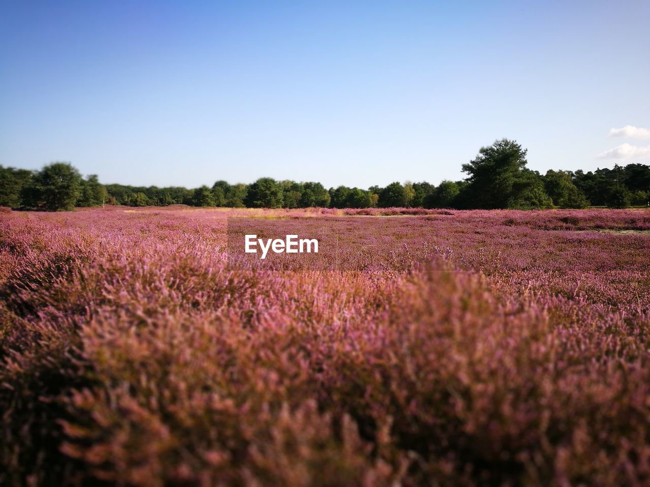 VIEW OF LAVENDER FIELD AGAINST SKY