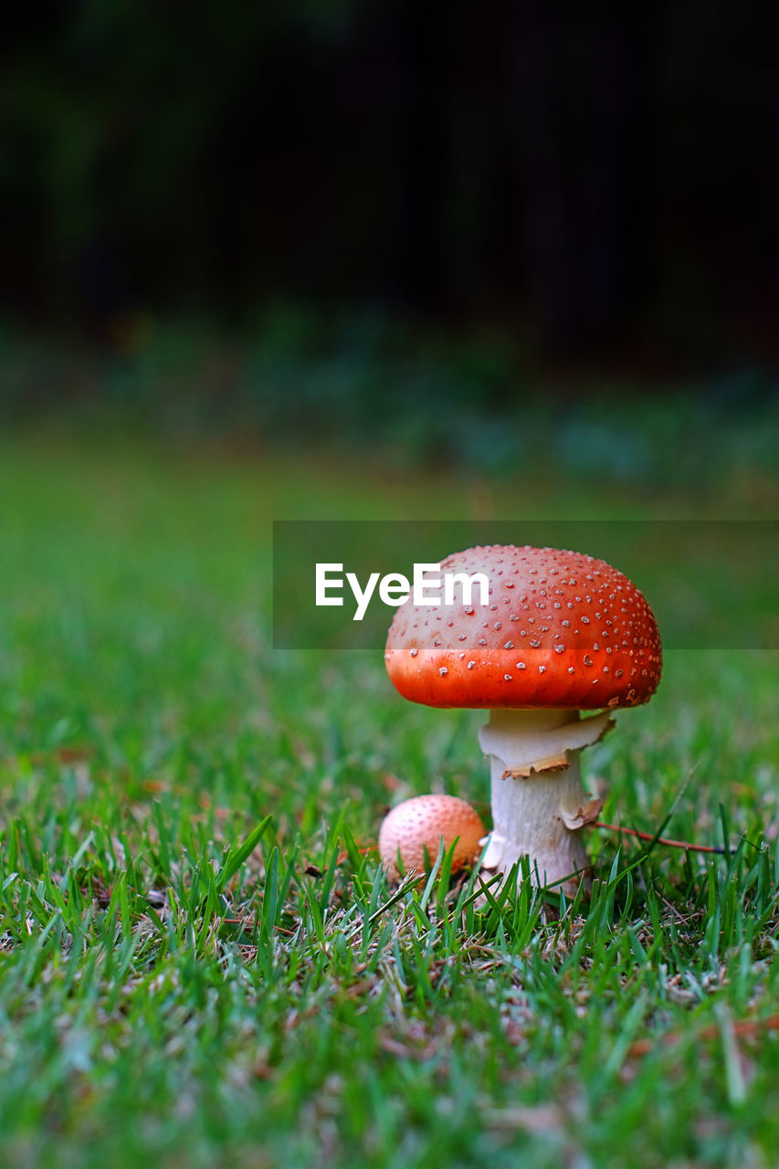 Close-up of mushroom growing on field