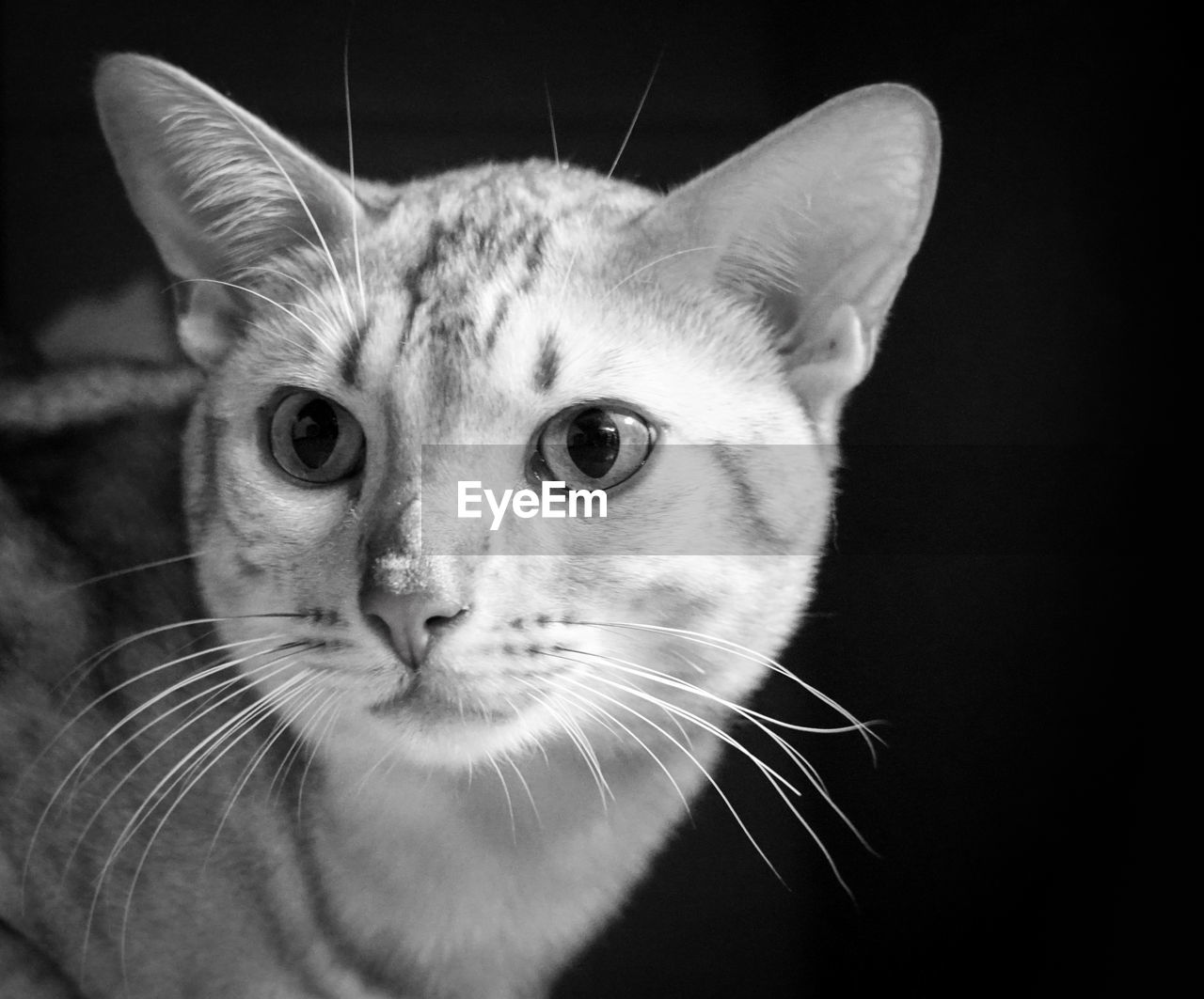 CLOSE-UP PORTRAIT OF CAT IN INDOORS