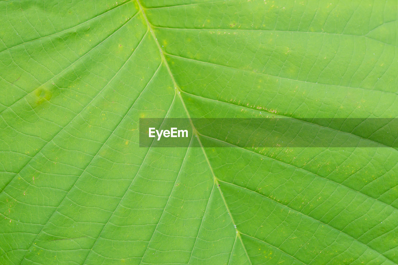 MACRO SHOT OF GREEN LEAF