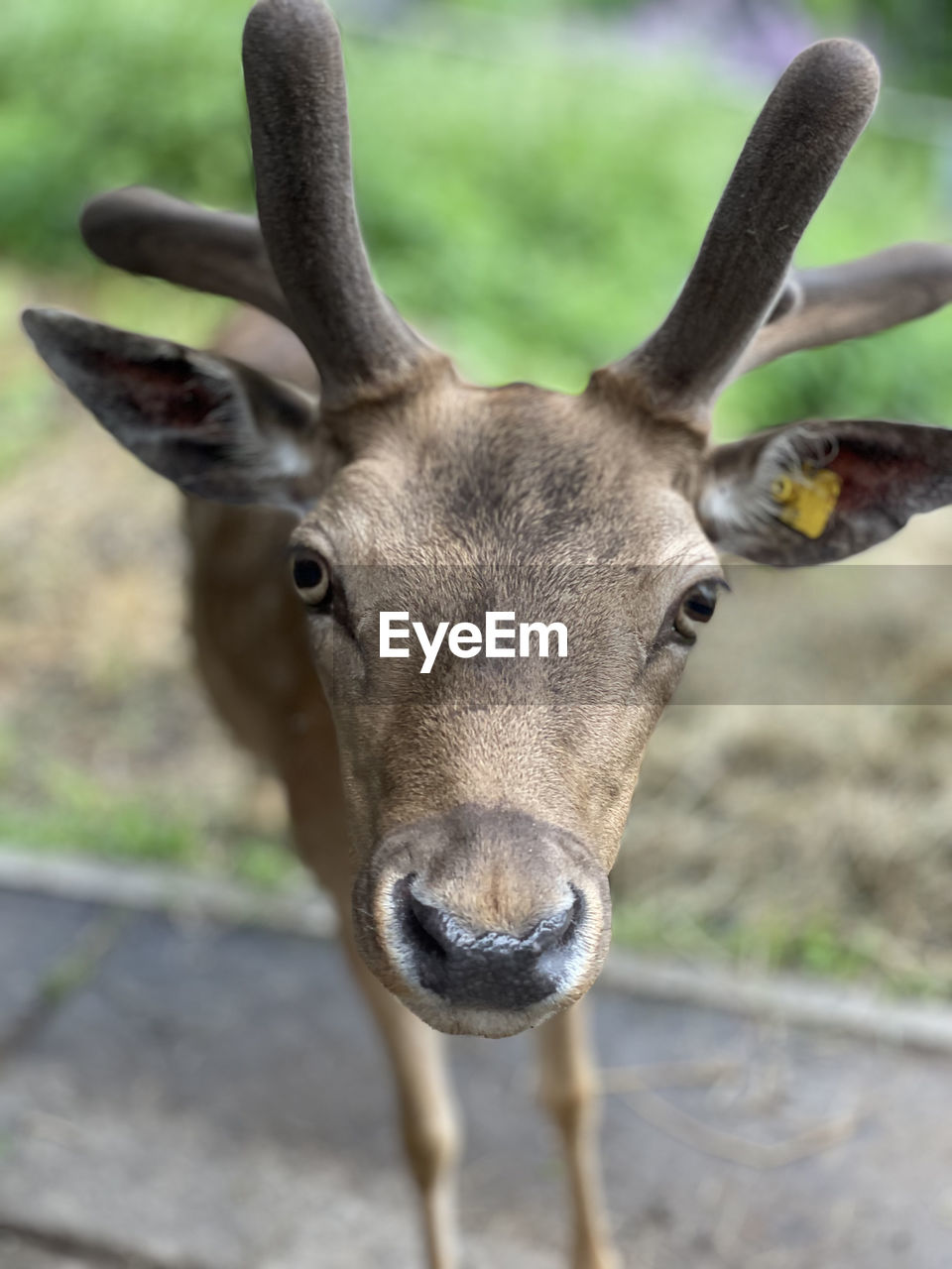 Close-up portrait of deer