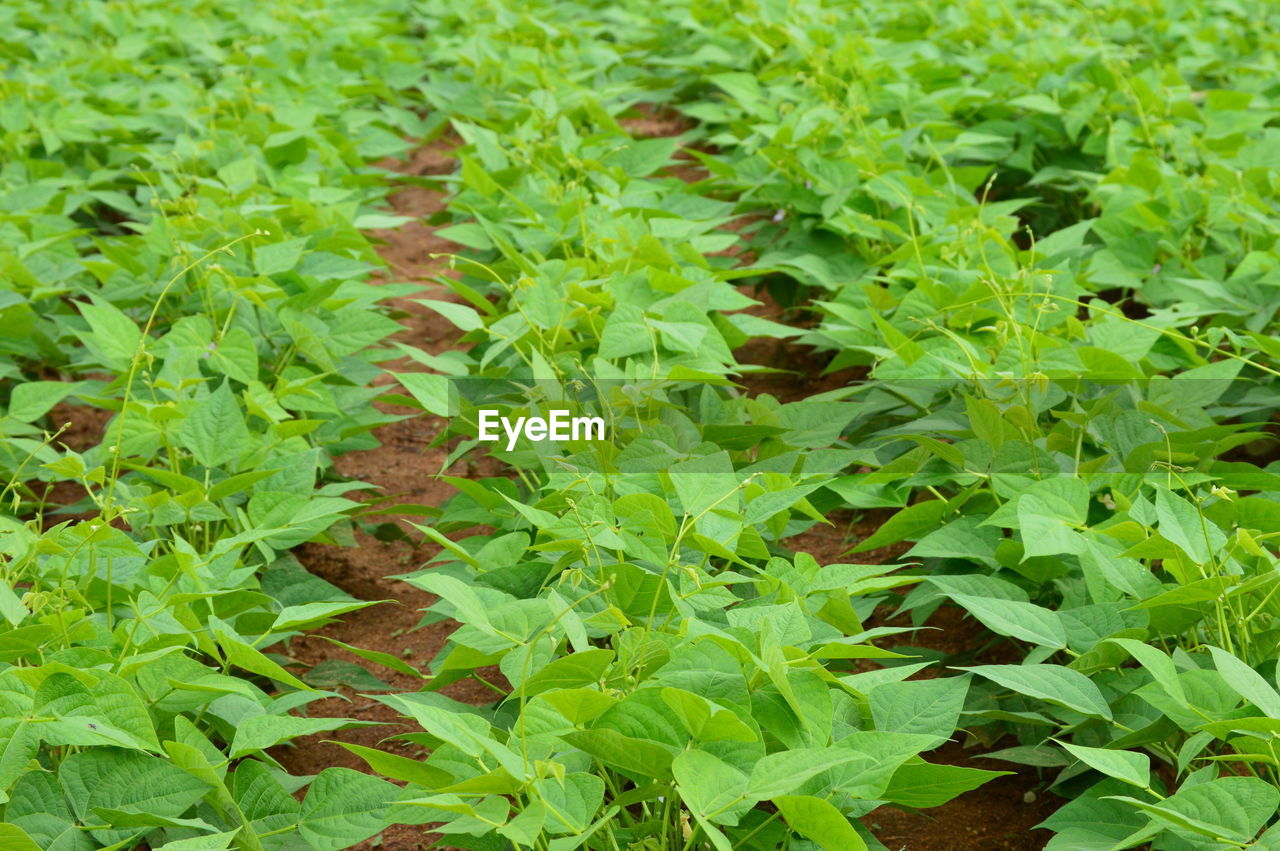 Full frame shot of plants growing on field