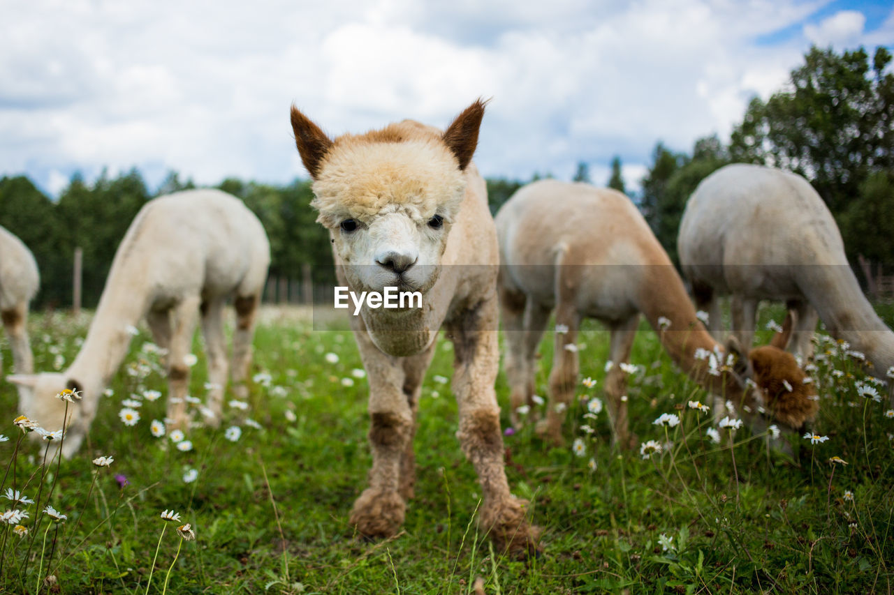 Alpacas on grassy field against sky