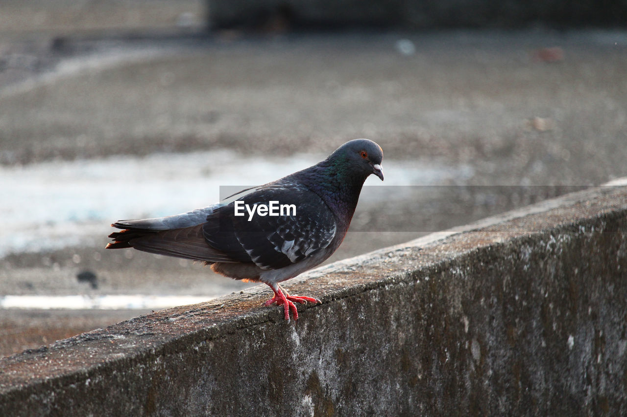 CLOSE-UP OF PIGEON PERCHING ON RAILING AGAINST WALL
