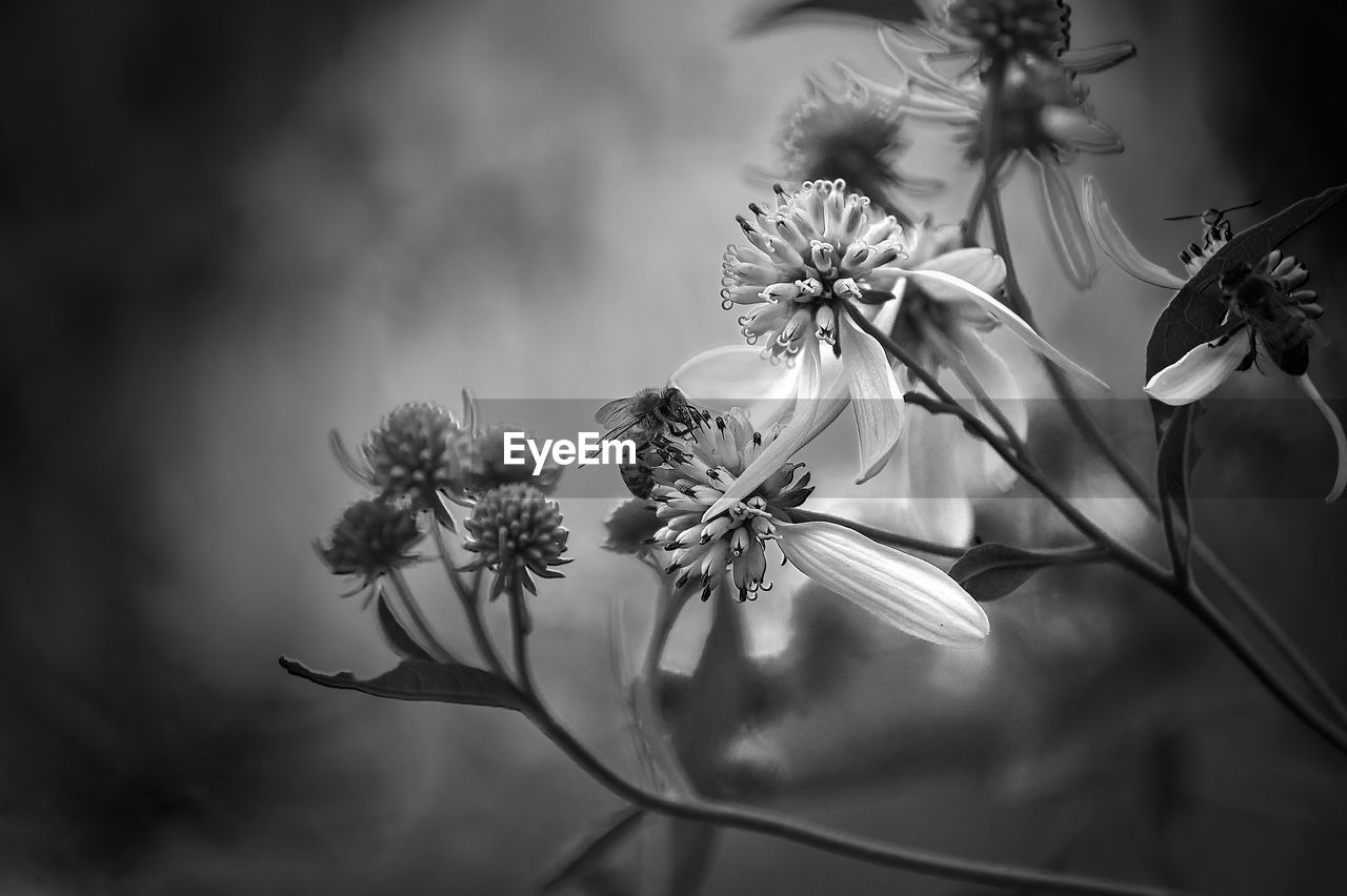 plant, flower, black and white, flowering plant, monochrome photography, monochrome, beauty in nature, nature, freshness, fragility, flower head, black, growth, white, inflorescence, close-up, no people, darkness, still life photography, macro photography, petal, focus on foreground, leaf, outdoors, sky, branch, blossom, springtime, plant stem, sunlight, botany, tranquility