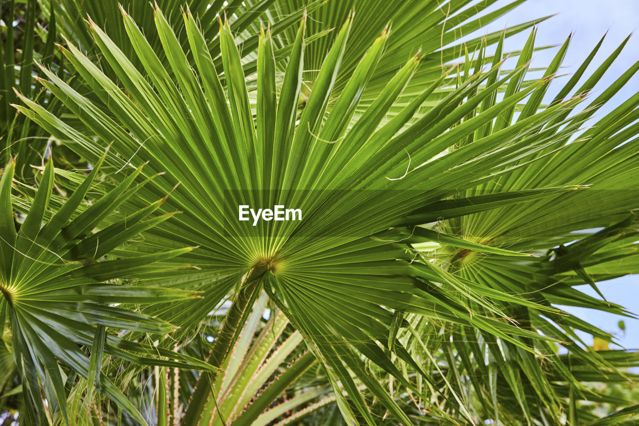 close-up of palm tree
