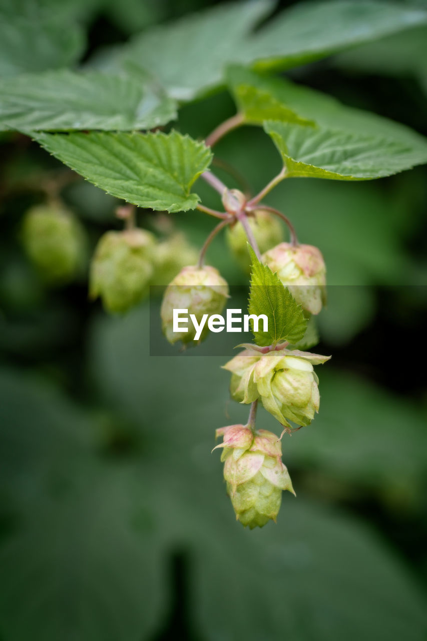 Close-up of flowering hops against blurred background