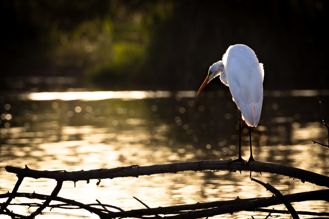 reflection, water, bird, animal, animal themes, nature, animal wildlife, wildlife, lake, no people, light, darkness, focus on foreground, one animal, sunlight, outdoors, morning, beauty in nature, day, tranquility