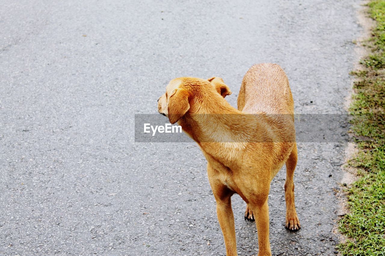 High angle view of dog standing on road