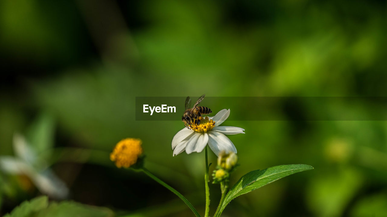 CLOSE-UP OF HONEY BEE POLLINATING FLOWER