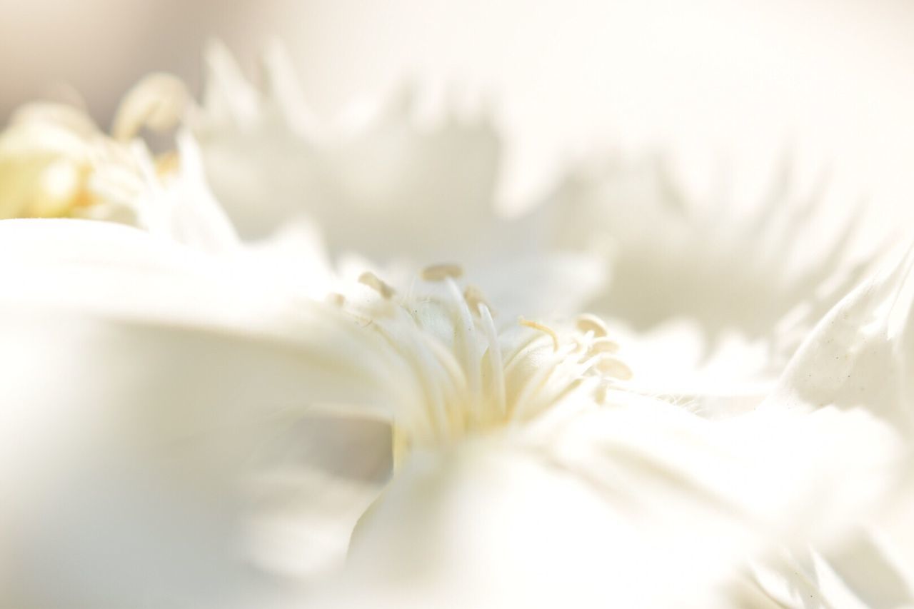 CLOSE-UP OF WHITE FLOWERS BLOOMING OUTDOORS