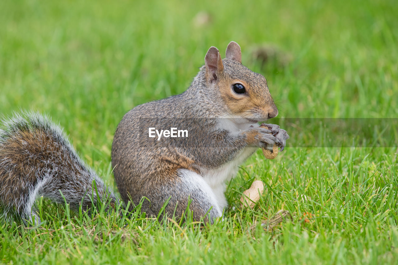 Portrait of an eastern grey squirrel eating a monkey nut