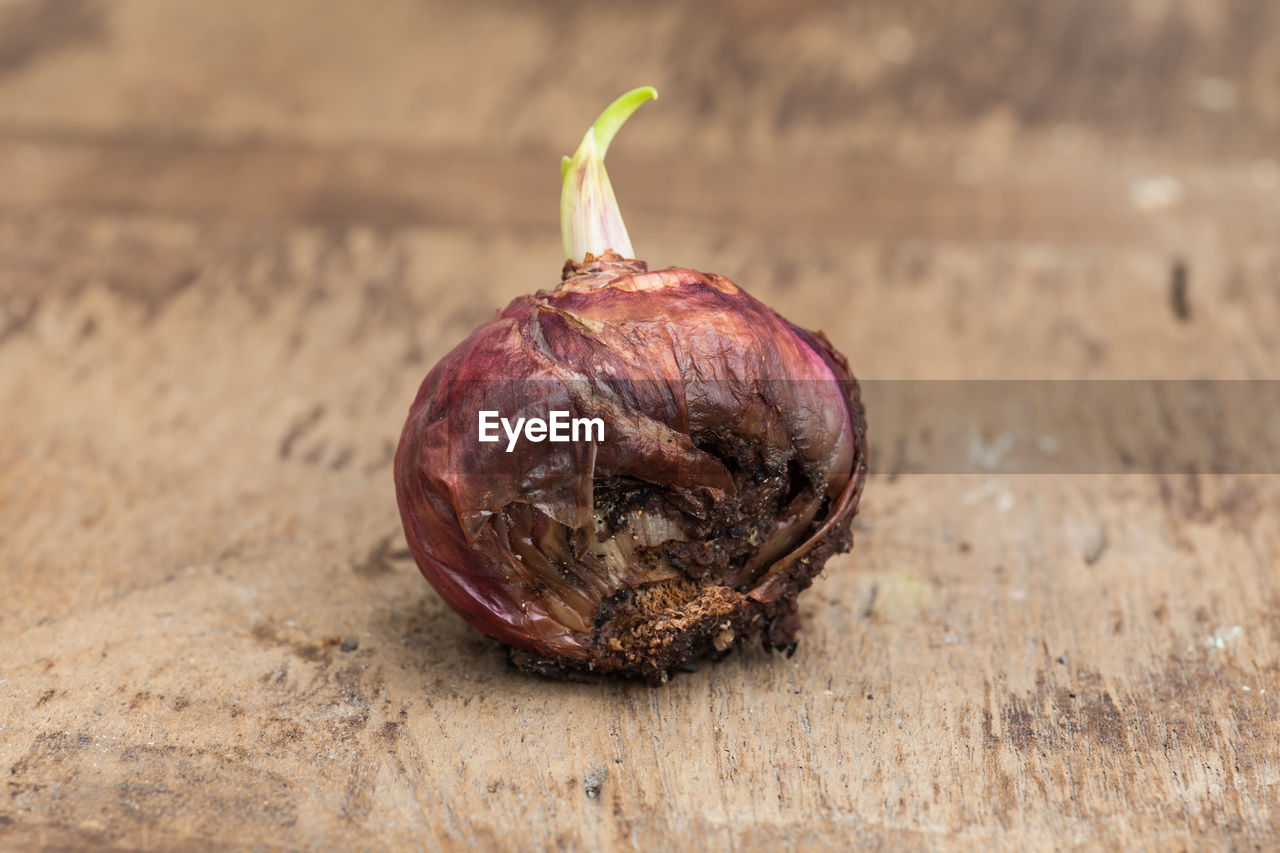 CLOSE-UP OF APPLE ON WOOD