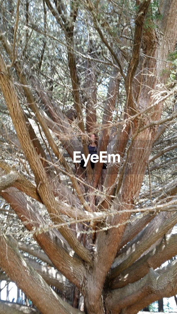 LOW ANGLE VIEW OF A BIRD ON TREE