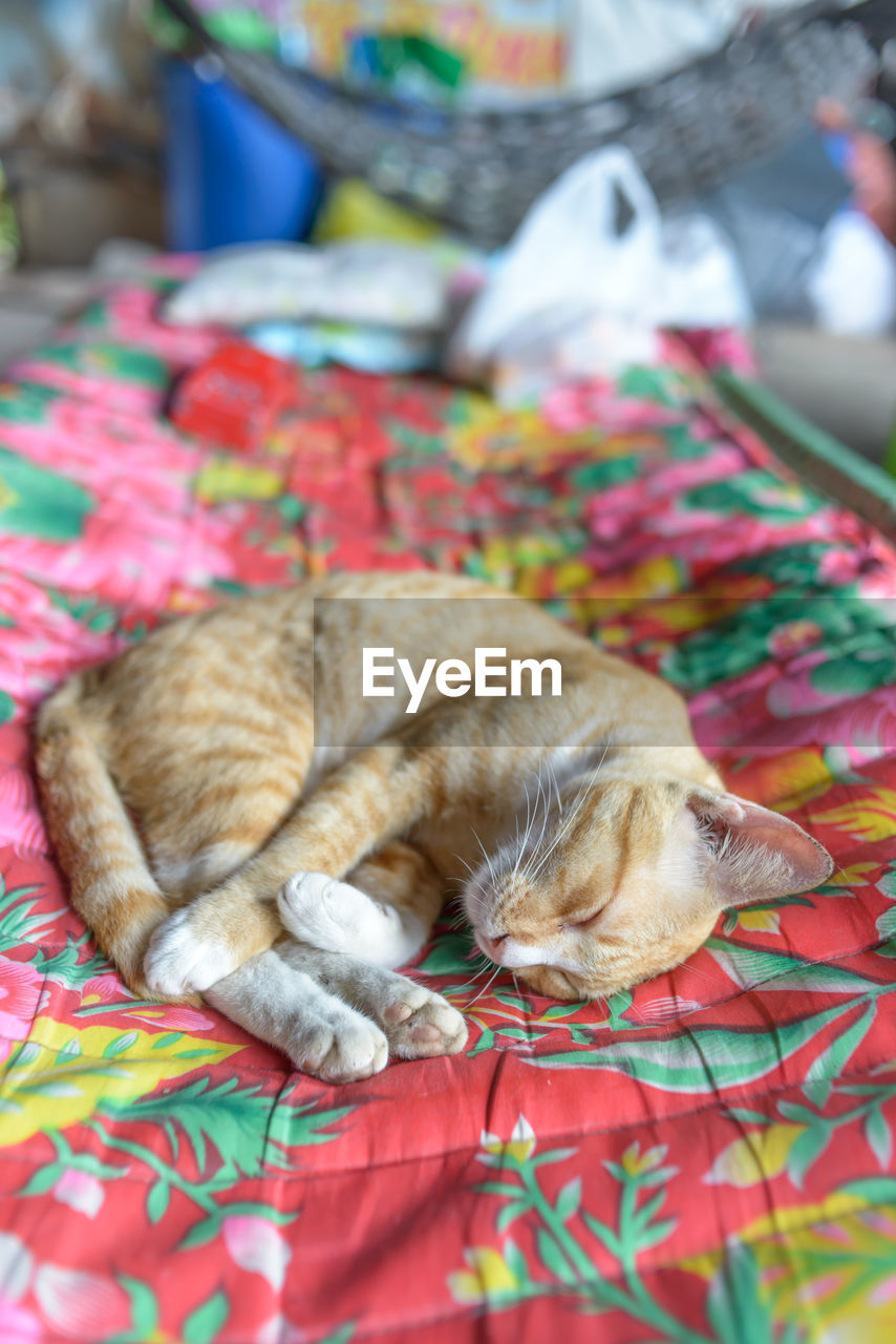 CLOSE-UP OF CAT SLEEPING IN BED