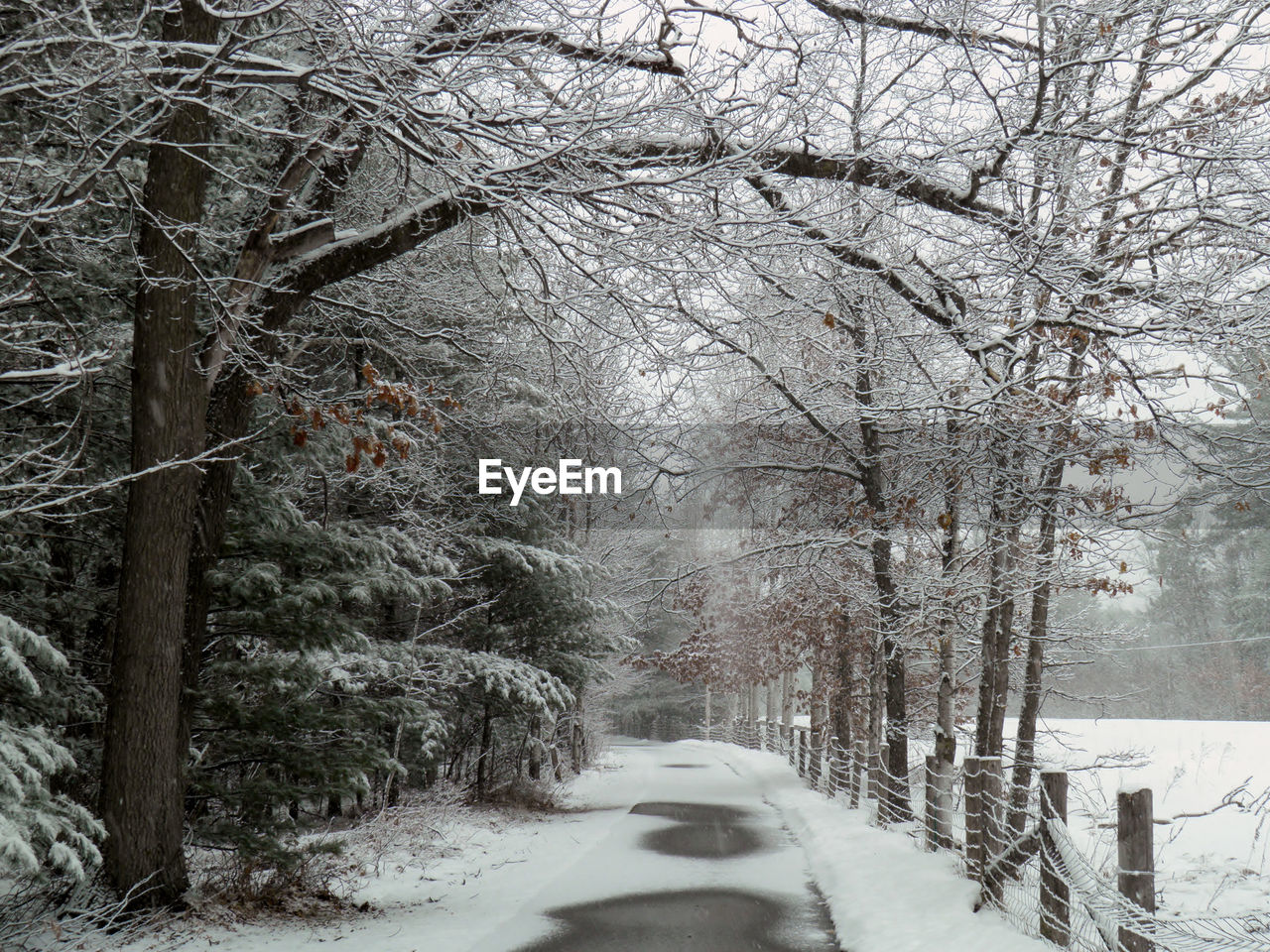 ROAD AMIDST TREES IN WINTER