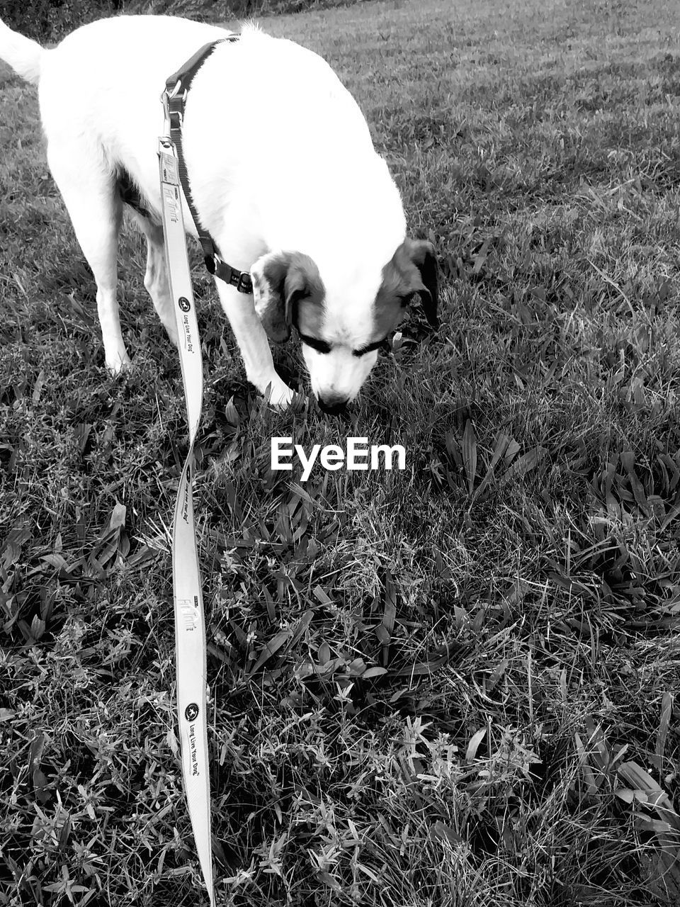 HIGH ANGLE VIEW OF DOG ON FIELD DURING RAINY SEASON