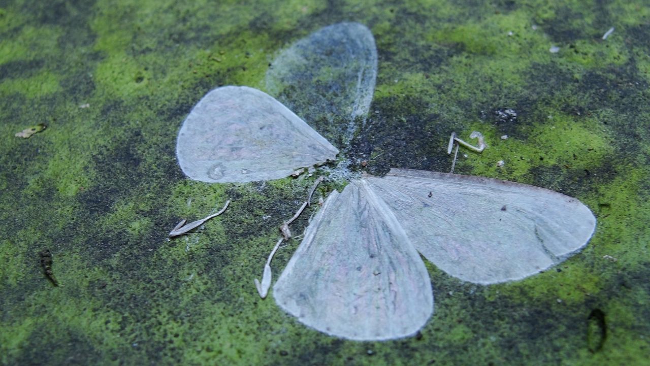 Dead butterfly