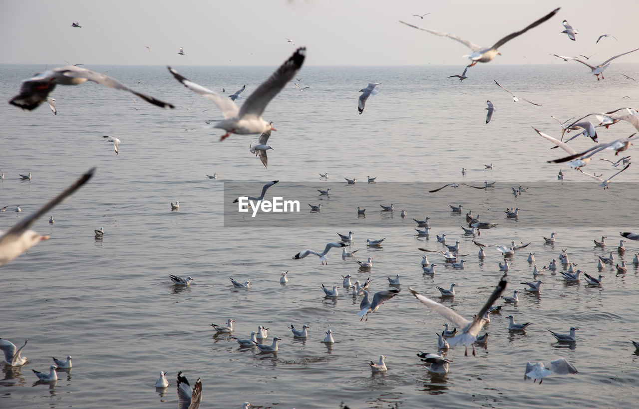 SEAGULLS FLYING OVER SEA