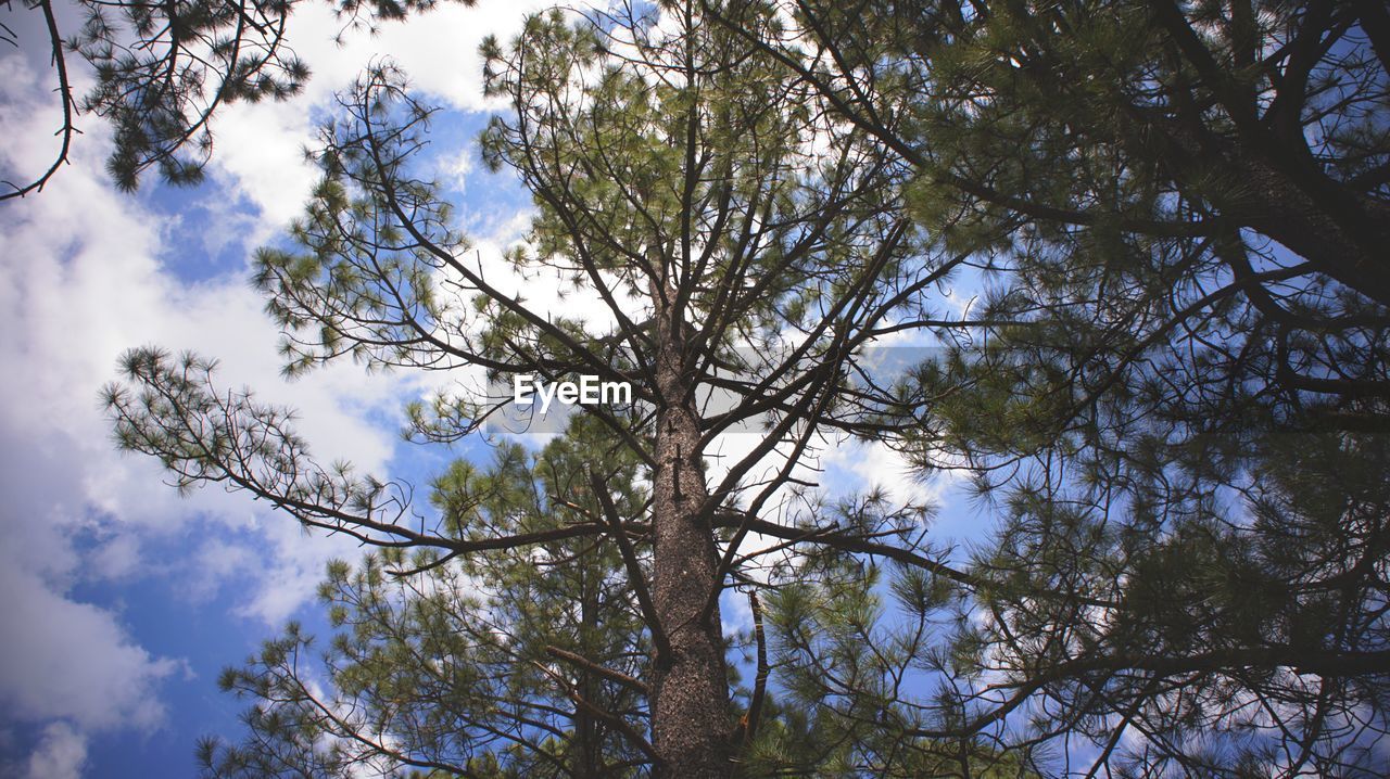 Low angle view of trees in forest