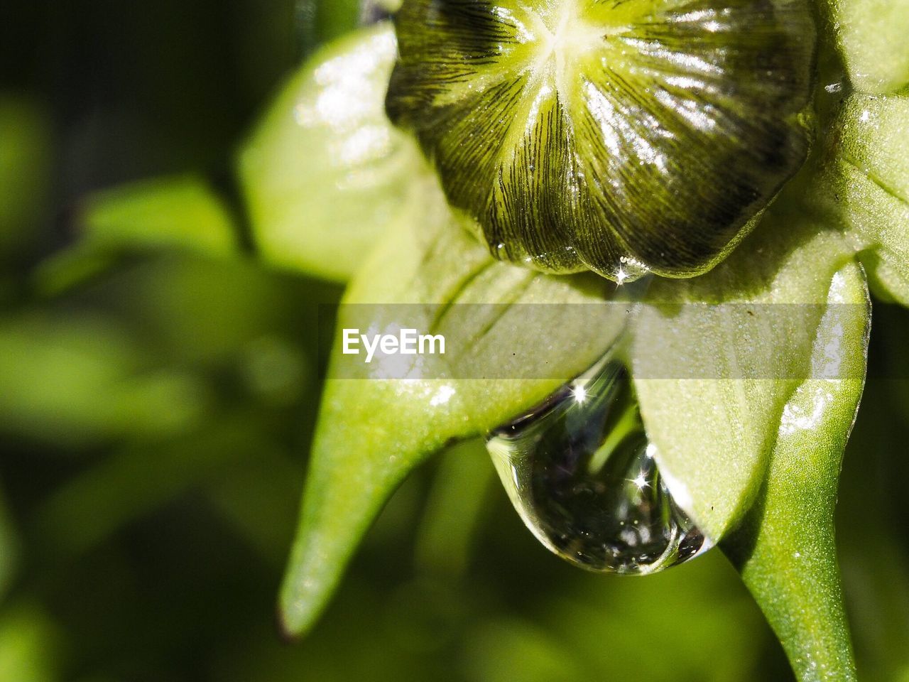 CLOSE-UP OF WET PLANT