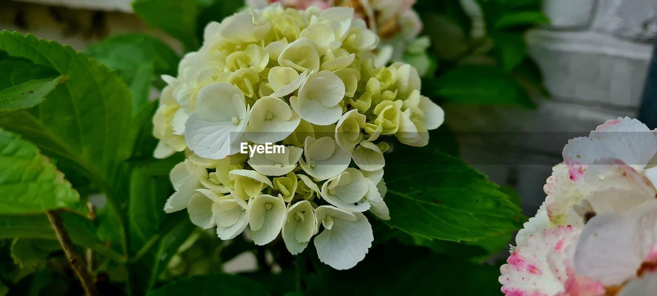 flower, plant, flowering plant, beauty in nature, freshness, nature, leaf, plant part, close-up, petal, flower head, growth, inflorescence, blossom, no people, fragility, springtime, outdoors, green, focus on foreground, pink, botany, day, white