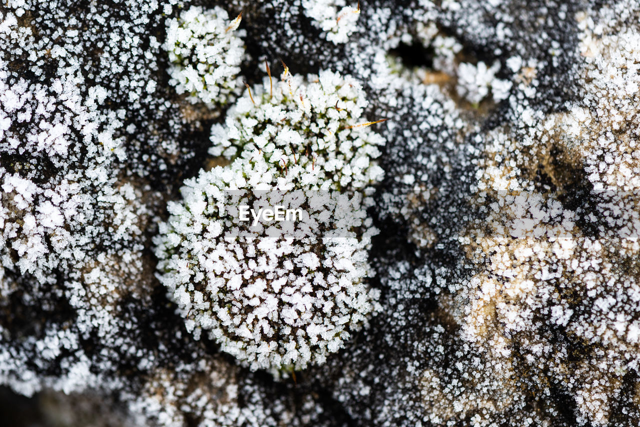 no people, frost, flower, full frame, close-up, nature, leaf, soil, backgrounds, day, plant, white, branch, macro photography, growth, high angle view, pattern, beauty in nature, snow, outdoors, winter, directly above, cold temperature, textured