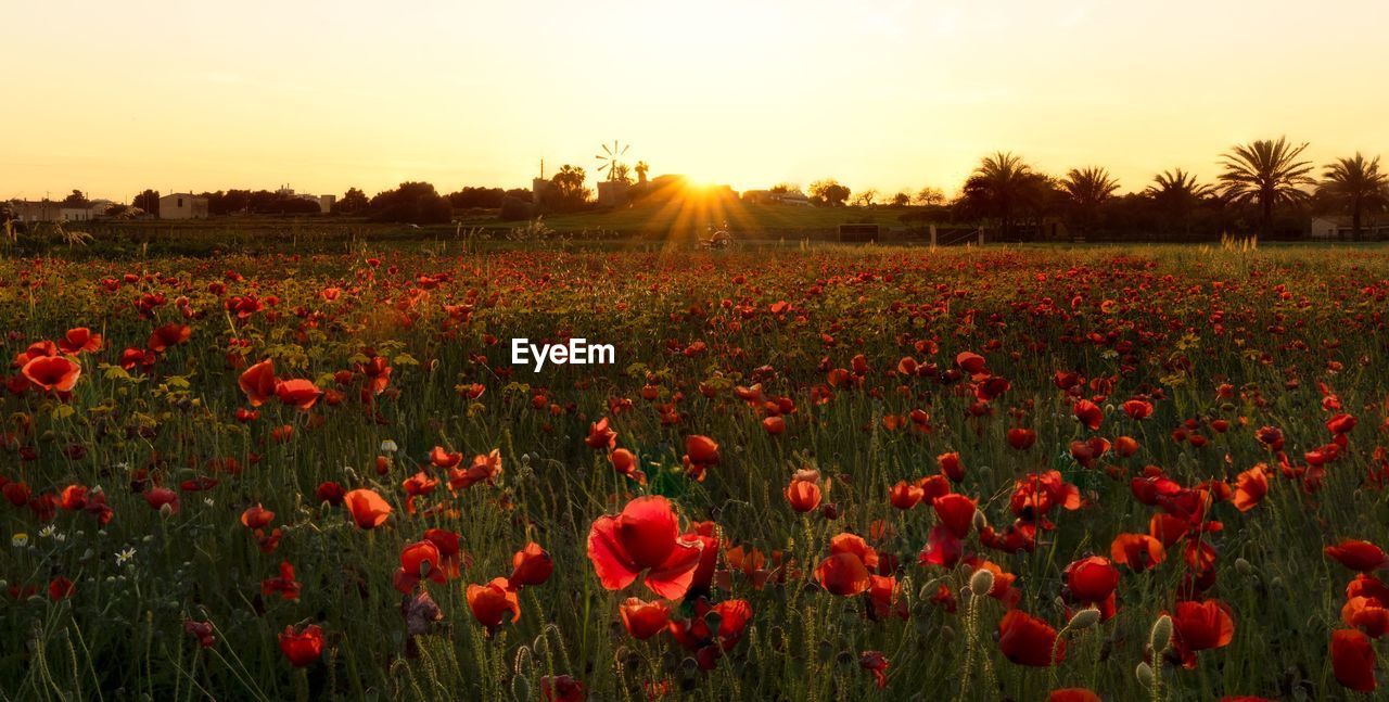 plant, sky, field, flower, landscape, beauty in nature, sunset, land, nature, red, flowering plant, environment, rural scene, freshness, sun, growth, sunlight, scenics - nature, tranquility, agriculture, no people, non-urban scene, tranquil scene, idyllic, grass, cloud, poppy, summer, yellow, multi colored, crop, sunbeam, meadow, abundance, fragility, backgrounds, back lit, flower head, horizon over land, clear sky, tree, twilight, horizon, plain, inflorescence, outdoors, vibrant color, sunny, dusk, lens flare, farm, urban skyline, petal, close-up, gold, orange color, cereal plant, wildflower, springtime, flowerbed, panoramic, environmental conservation, day, in a row, leaf, social issues, plant part, beginnings, barley, food, landscaped, botany