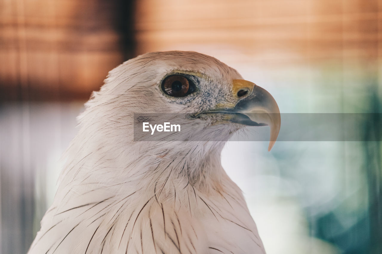 CLOSE-UP OF A EAGLE