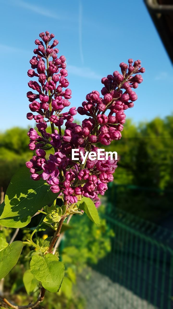 Close-up of pink flowering plant against sky