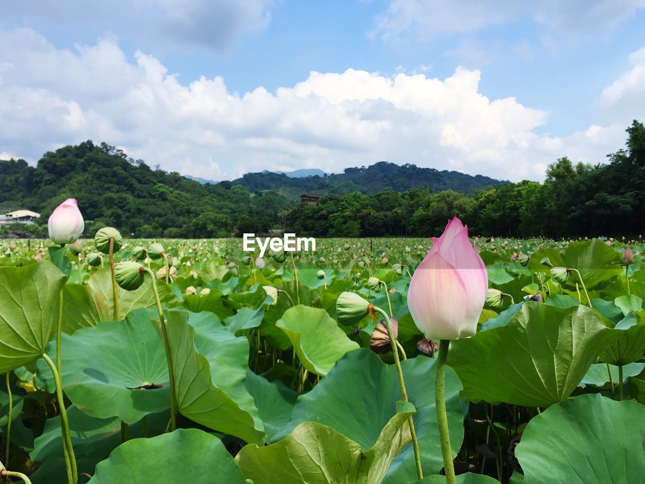 Lotus water lily flower buds and pods growing in pond against sky