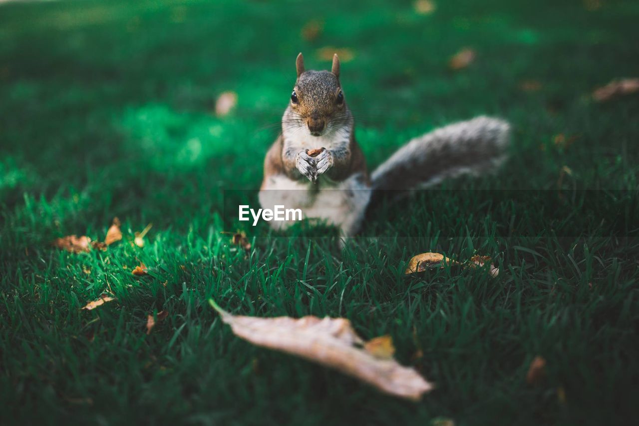 Close-up of squirrel on grassy field