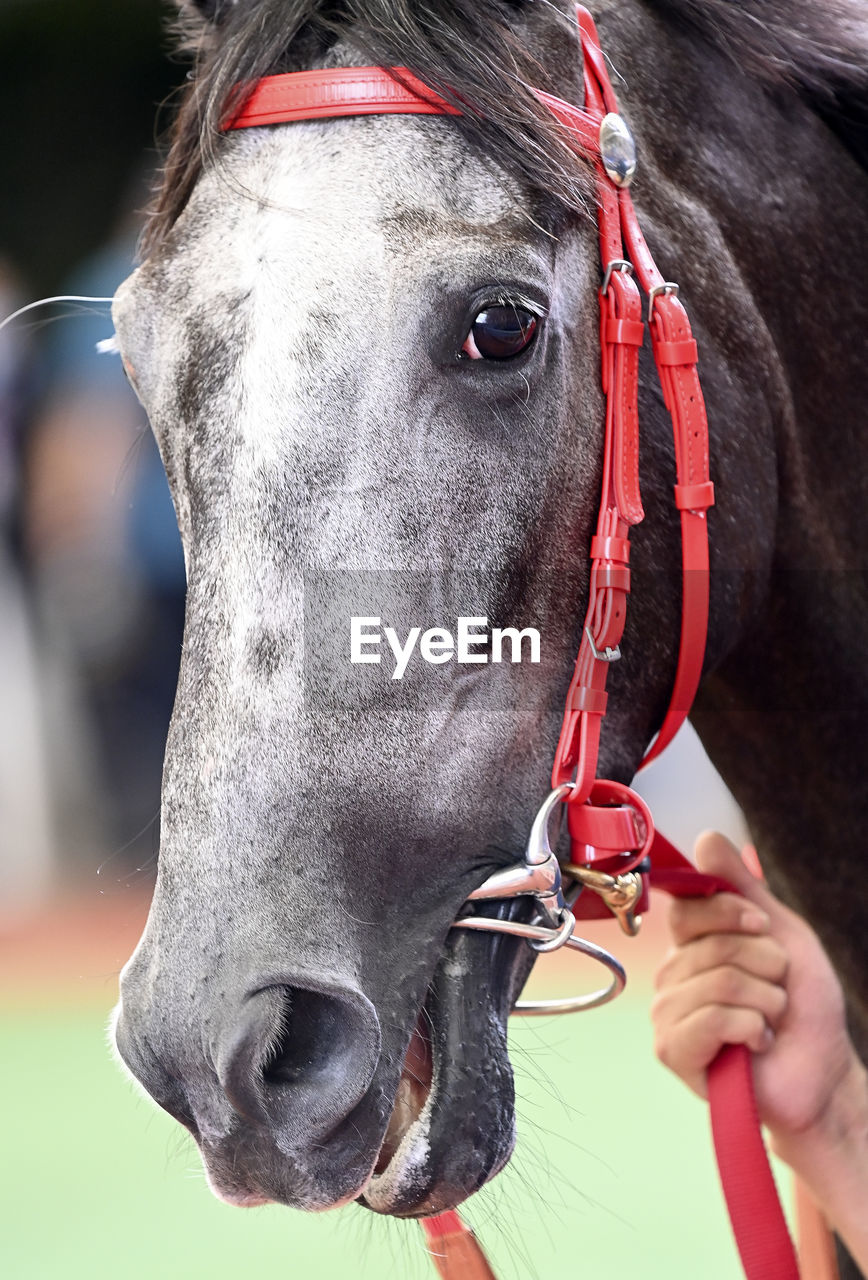 Close-up of horse